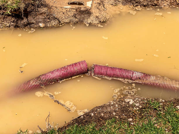 Best Carpet water damage restoration  in Michigan City, IN